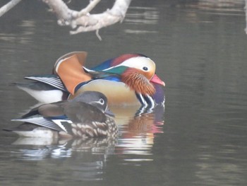 Mandarin Duck 可児やすらぎの森 Tue, 1/23/2024