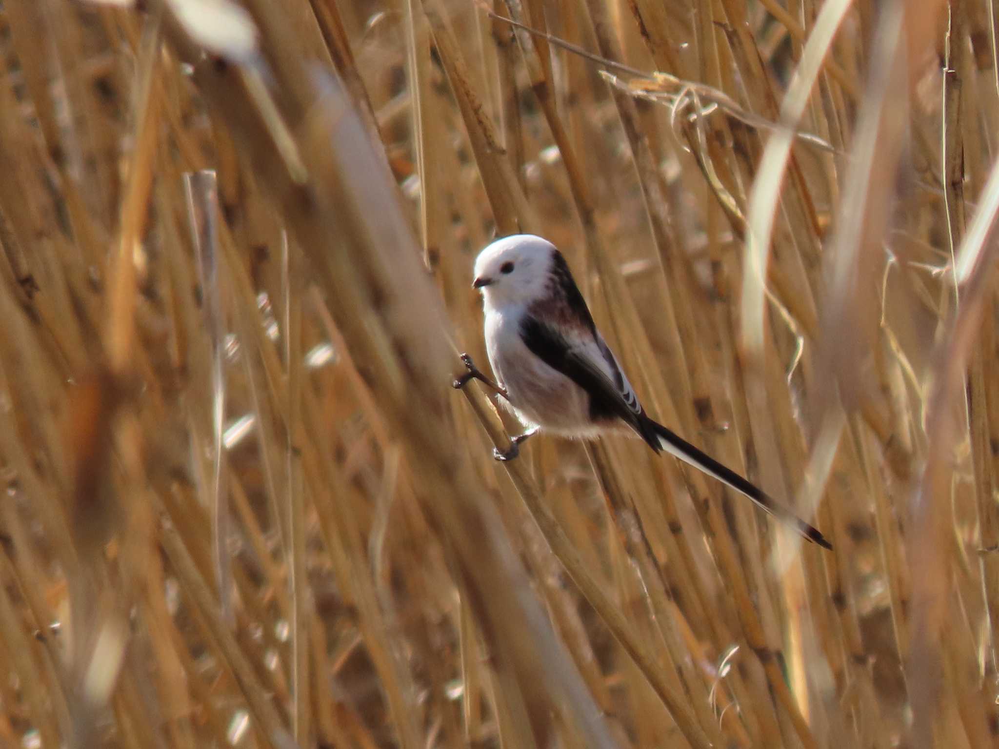 Long-tailed tit(japonicus)