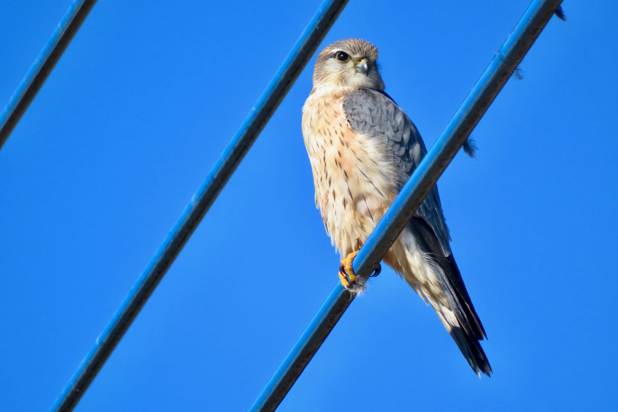 Merlin