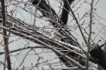 Red-breasted Flycatcher 東京都 Fri, 1/19/2024