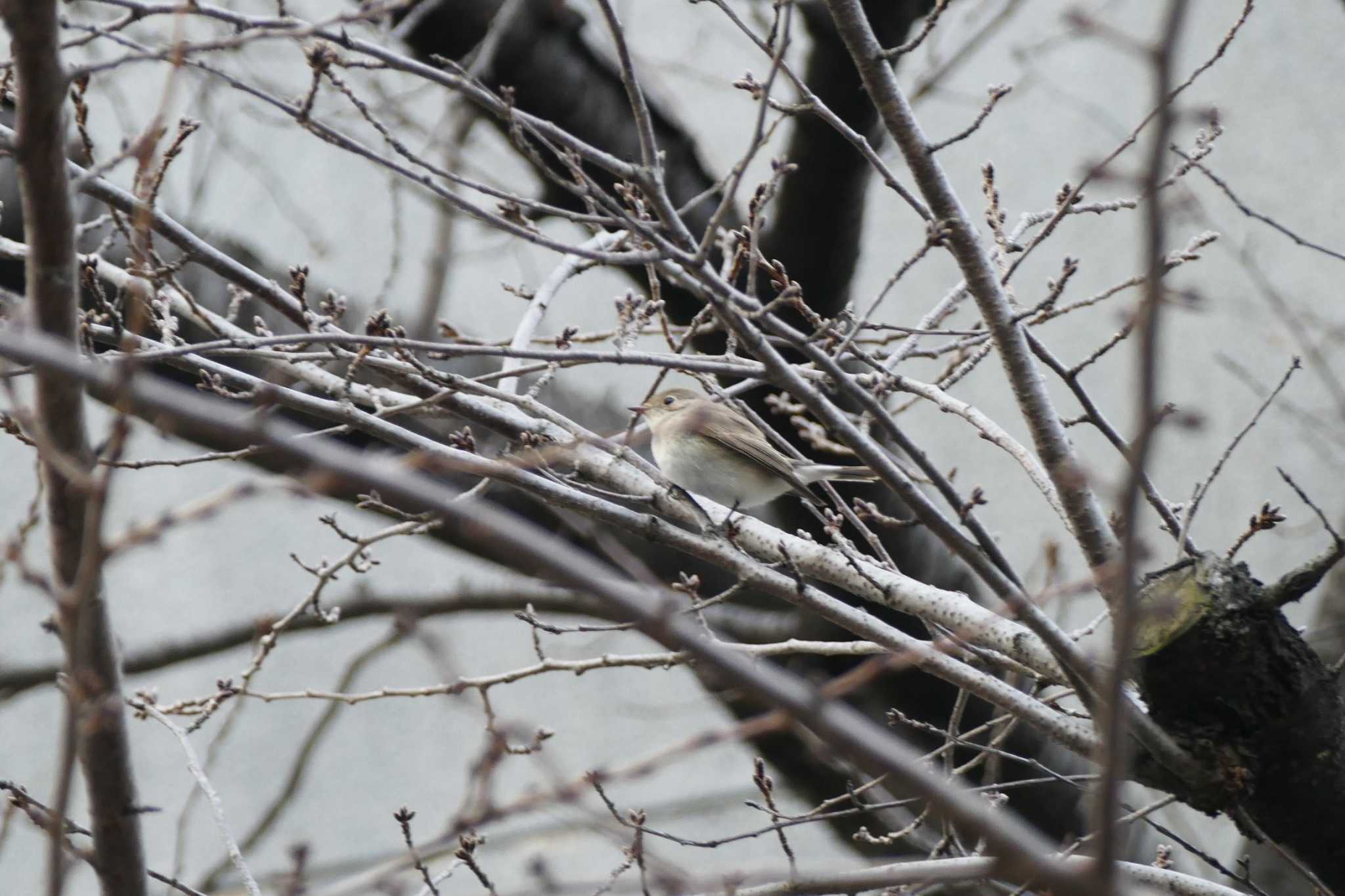 Photo of Red-breasted Flycatcher at 東京都 by アカウント5509