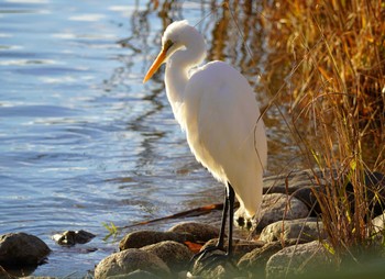 Medium Egret 大阪府 Sun, 1/21/2024