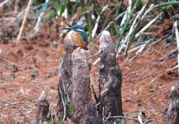 Sun, 1/21/2024 Birding report at 大阪府