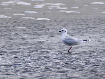 Saunders's Gull Sambanze Tideland Mon, 1/22/2024