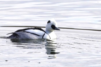 Smew 山田池公園 Mon, 1/22/2024