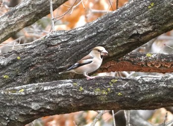 Hawfinch 山田池公園 Mon, 1/22/2024