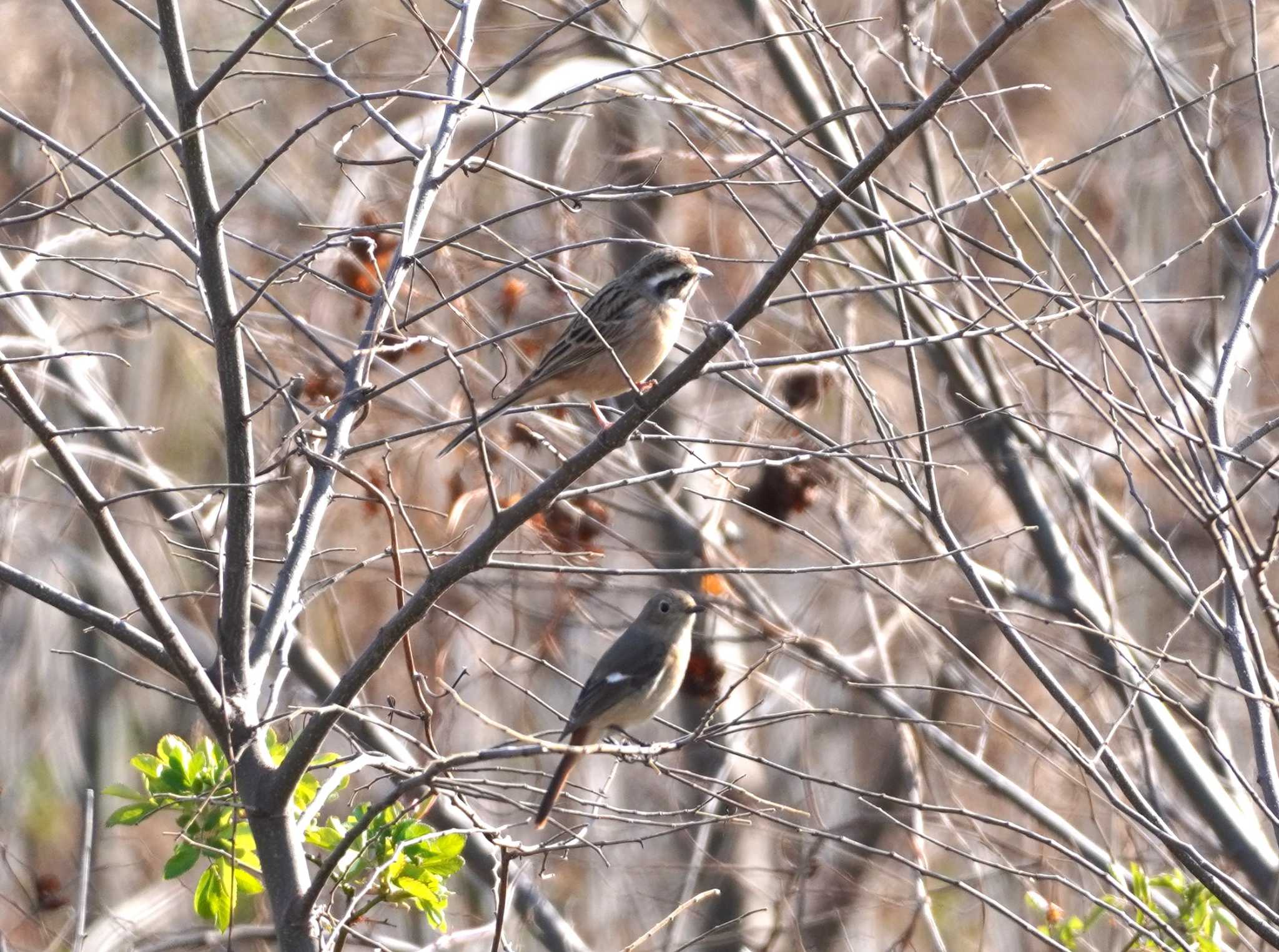 Photo of Meadow Bunting at 淀川河川公園 by BARD9800