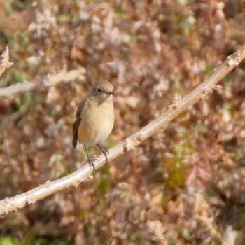 Daurian Redstart Akigase Park Sat, 1/13/2024