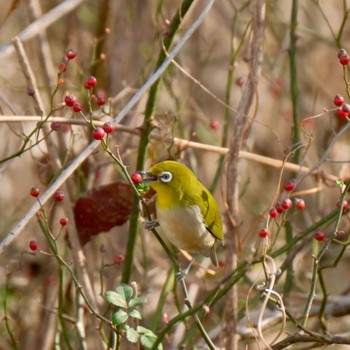 Warbling White-eye Akigase Park Sat, 1/13/2024