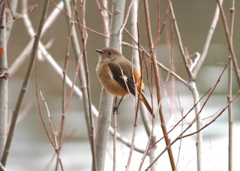 Daurian Redstart 山田池公園 Mon, 1/22/2024