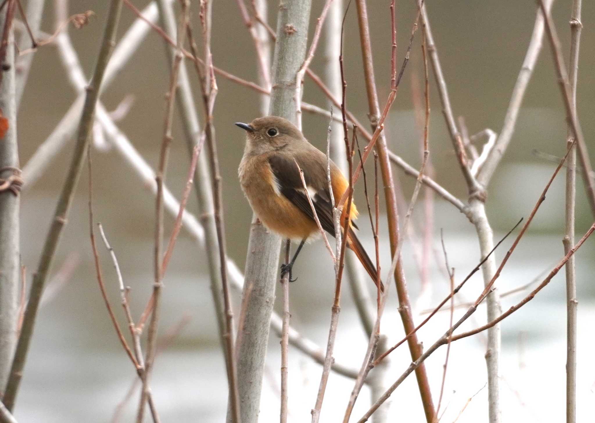 Photo of Daurian Redstart at 山田池公園 by BARD9800