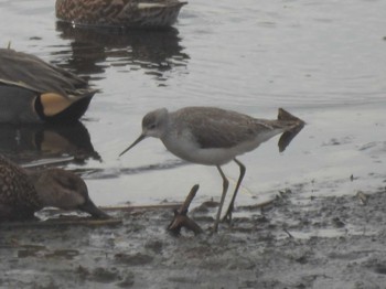 コアオアシシギ 大阪南港野鳥園 2024年1月23日(火)