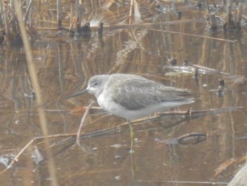 Marsh Sandpiper Osaka Nanko Bird Sanctuary Tue, 1/23/2024