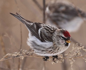 Common Redpoll Notsuke Peninsula Mon, 1/1/2024