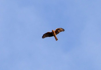 Hen Harrier 高槻 Mon, 1/22/2024