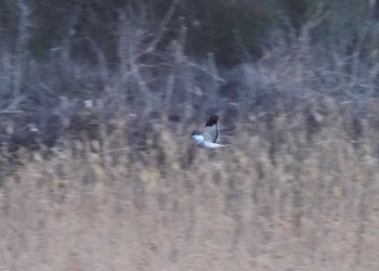 Hen Harrier 高槻 Mon, 1/22/2024