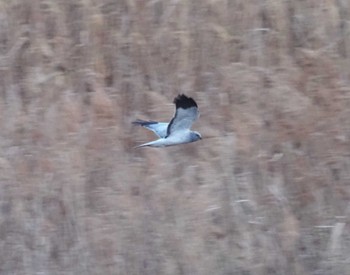 Hen Harrier 高槻 Mon, 1/22/2024