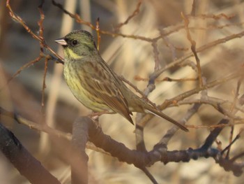 2023年12月30日(土) 城沼の野鳥観察記録