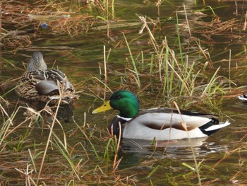 マガモ 葛西臨海公園 2024年1月23日(火)