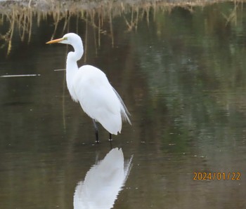 ダイサギ 葛西臨海公園 2024年1月22日(月)