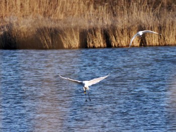 Eurasian Spoonbill Kabukuri Pond Tue, 1/23/2024