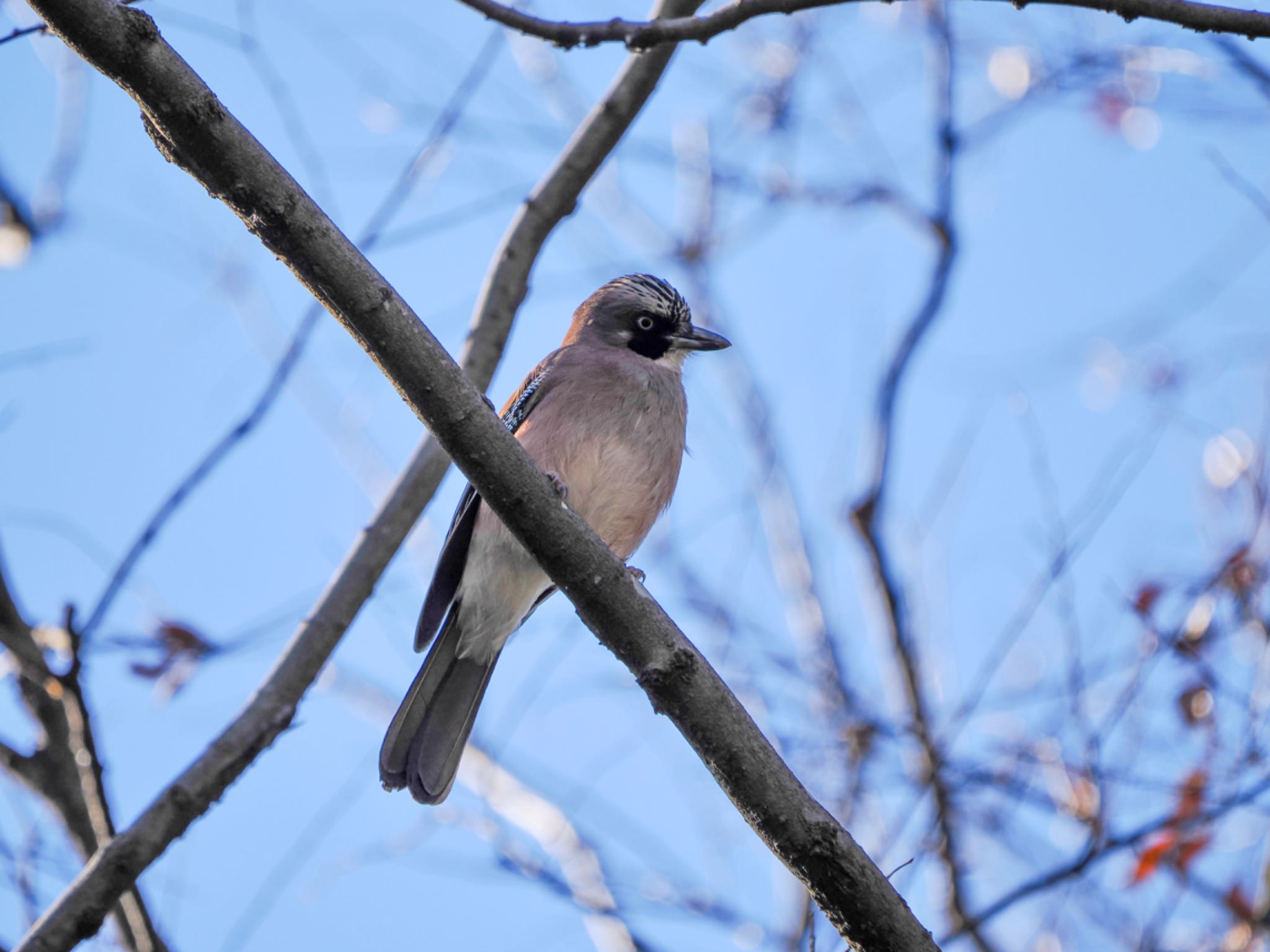 鳴き声がする方向を探したら目の前に飛んで来たカケス by クロやん