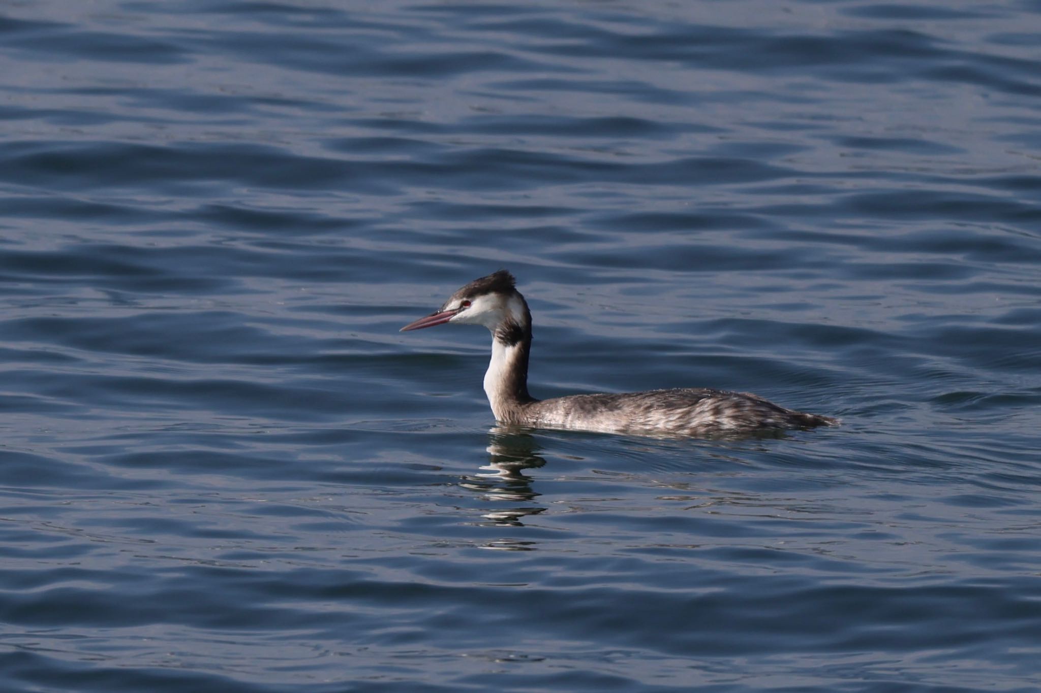 Great Crested Grebe