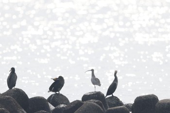 Eurasian Curlew Kasai Rinkai Park Tue, 1/23/2024