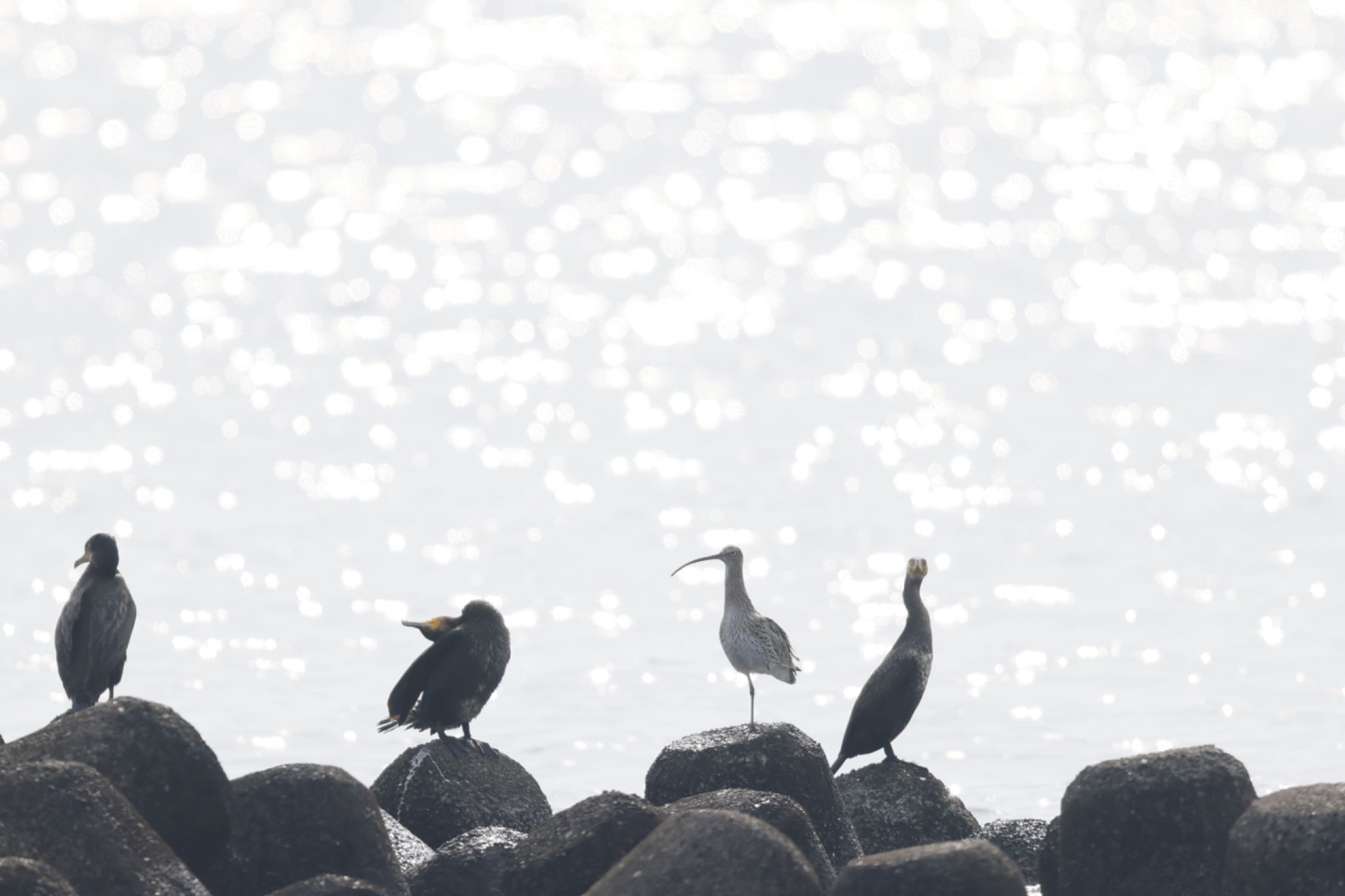 Eurasian Curlew