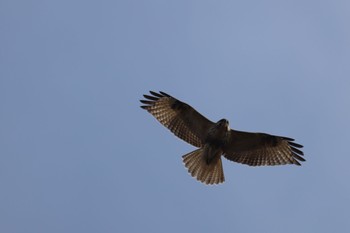 Eastern Buzzard Kasai Rinkai Park Tue, 1/23/2024