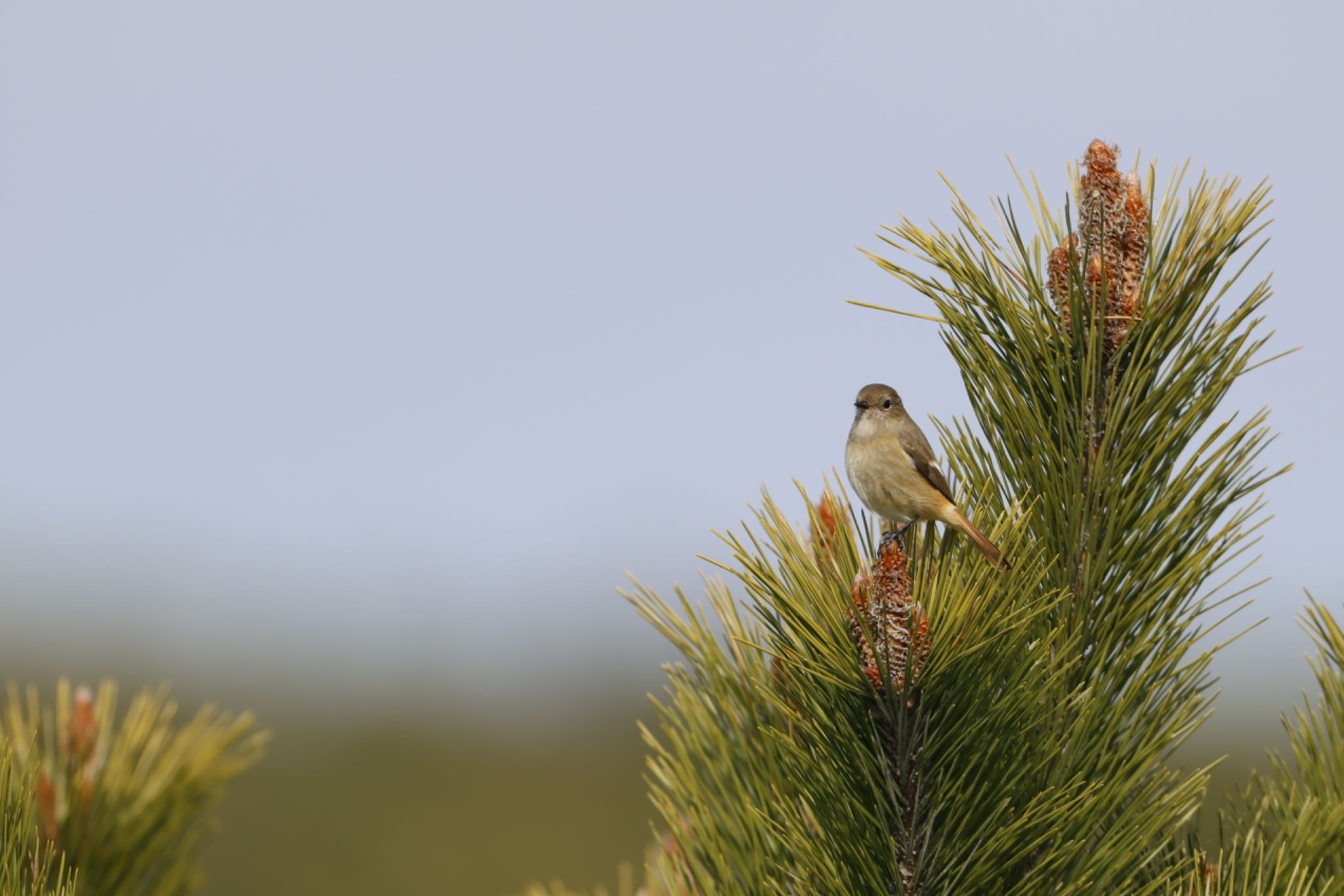 Daurian Redstart