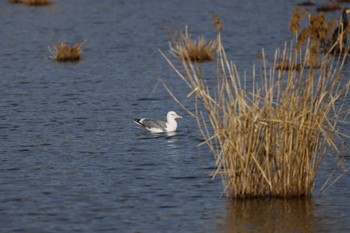 Common Gull Kasai Rinkai Park Tue, 1/23/2024