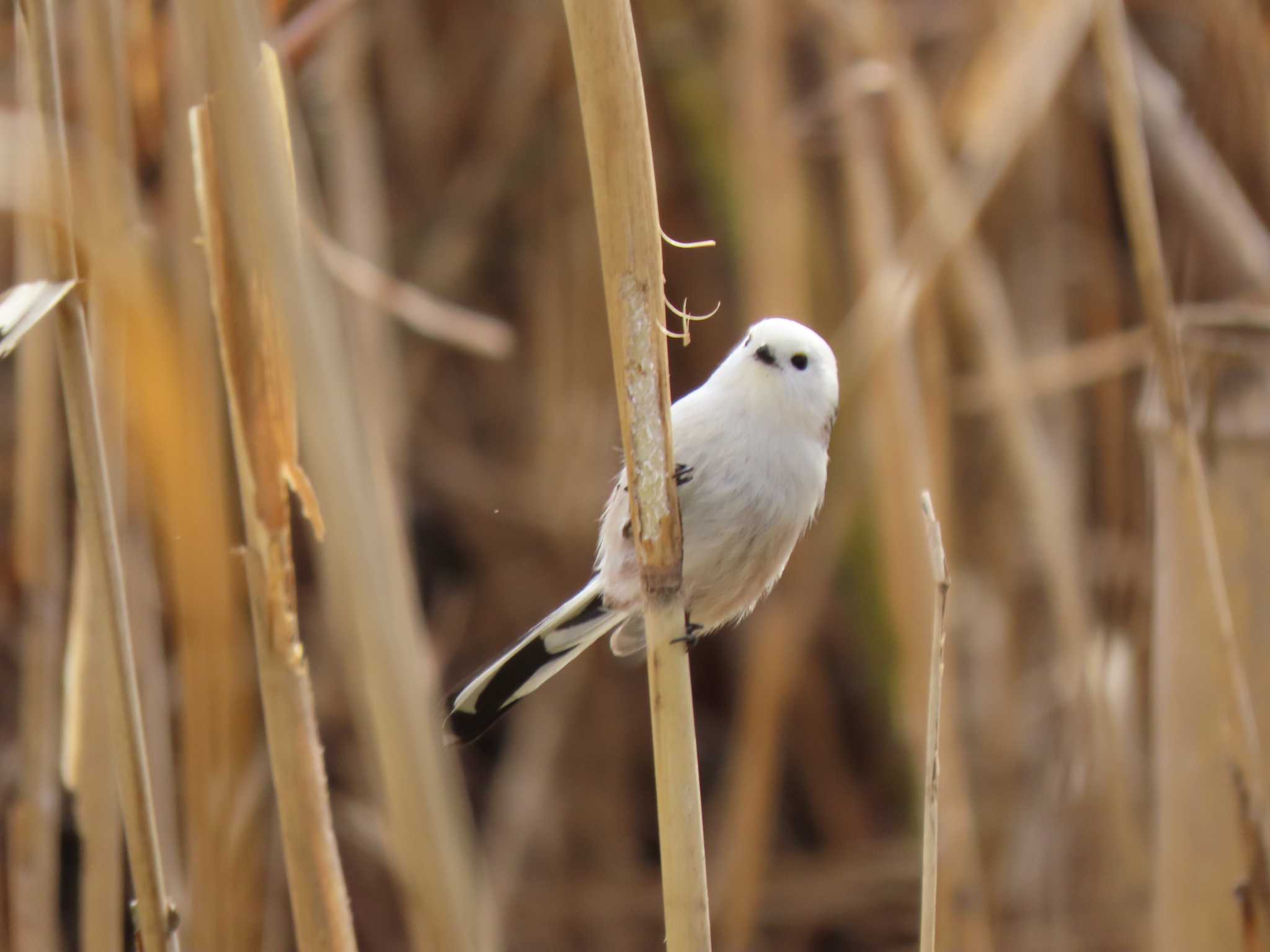 Long-tailed tit(japonicus)