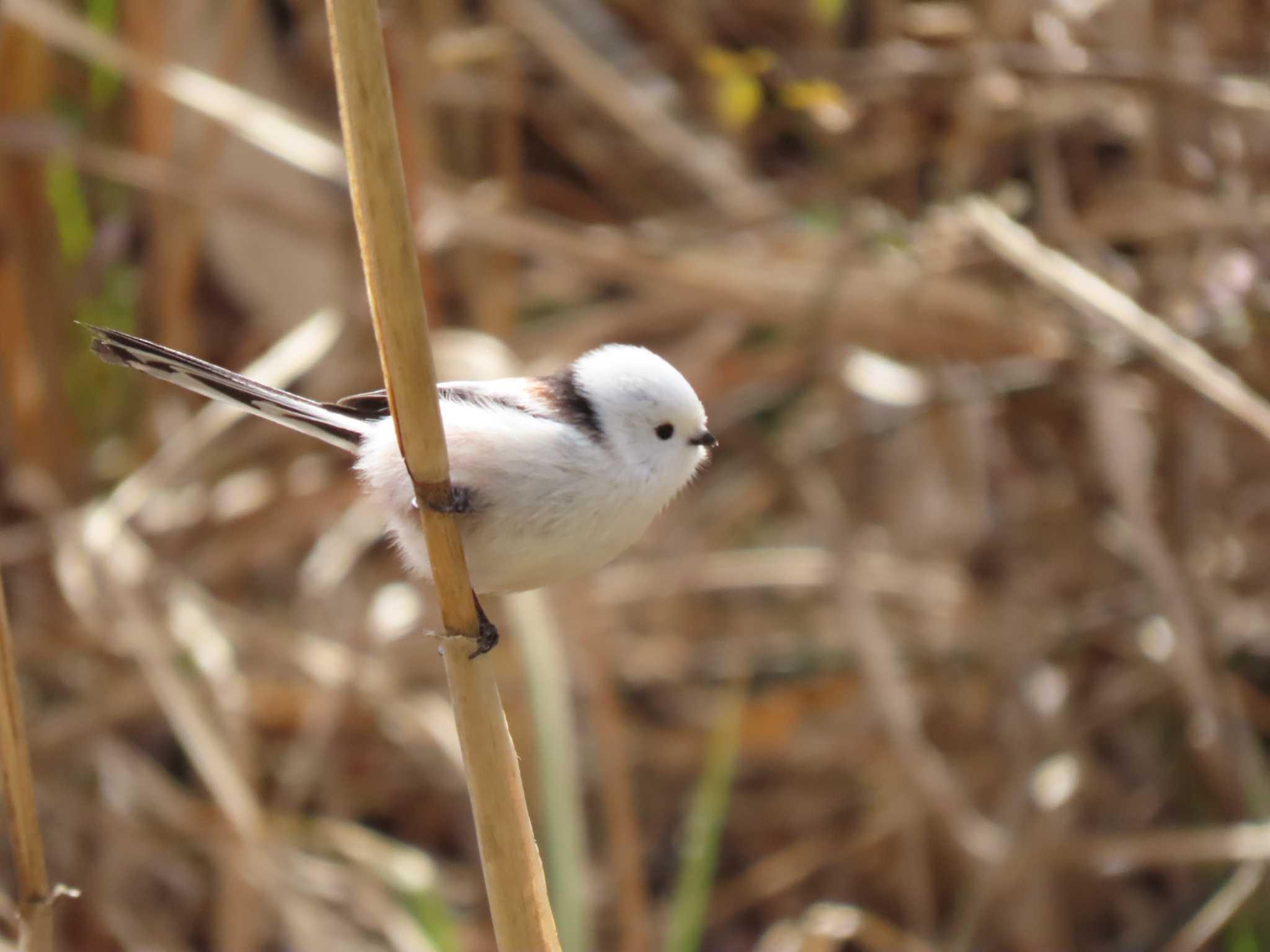 Long-tailed tit(japonicus)