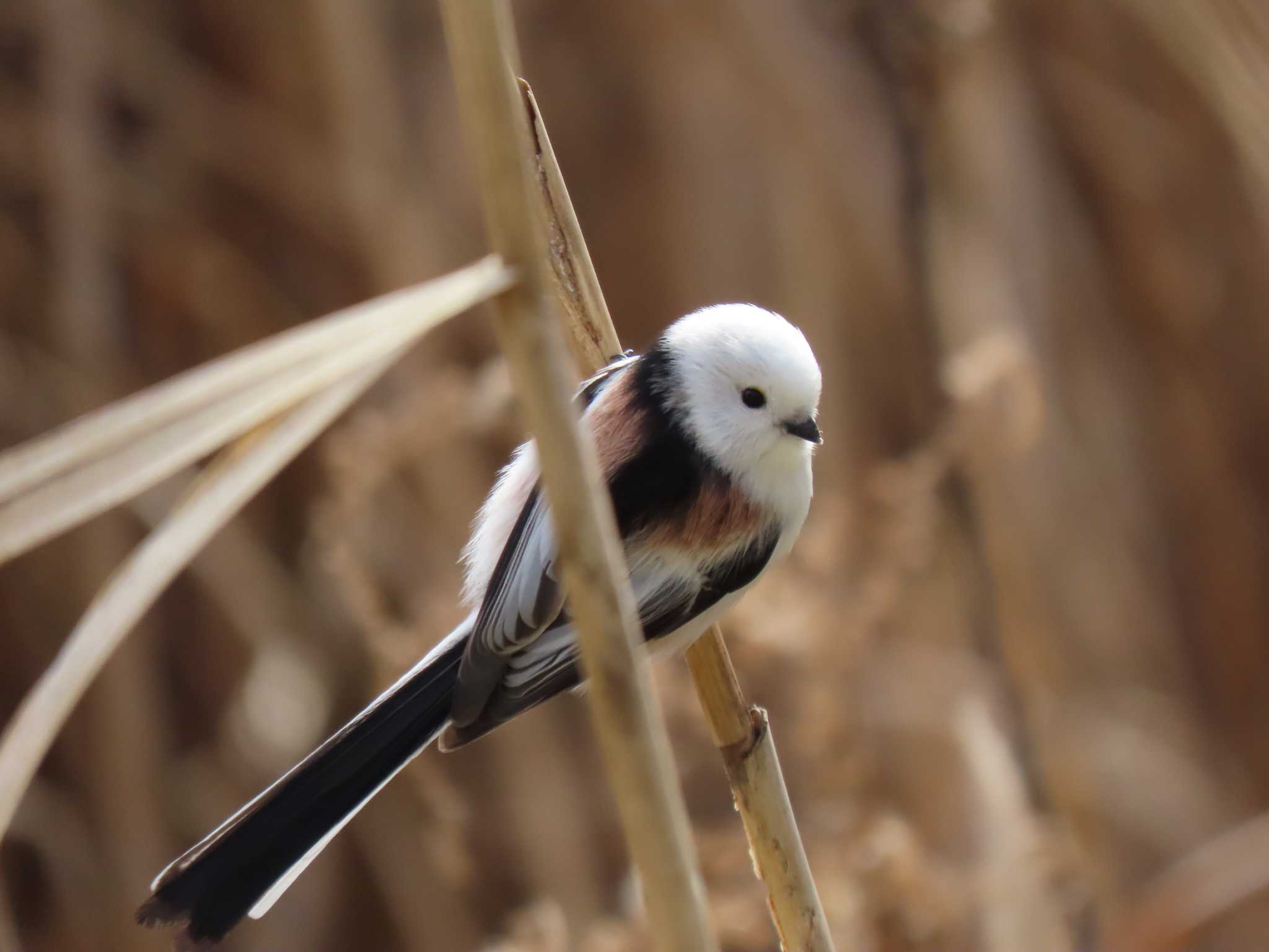 Long-tailed tit(japonicus)