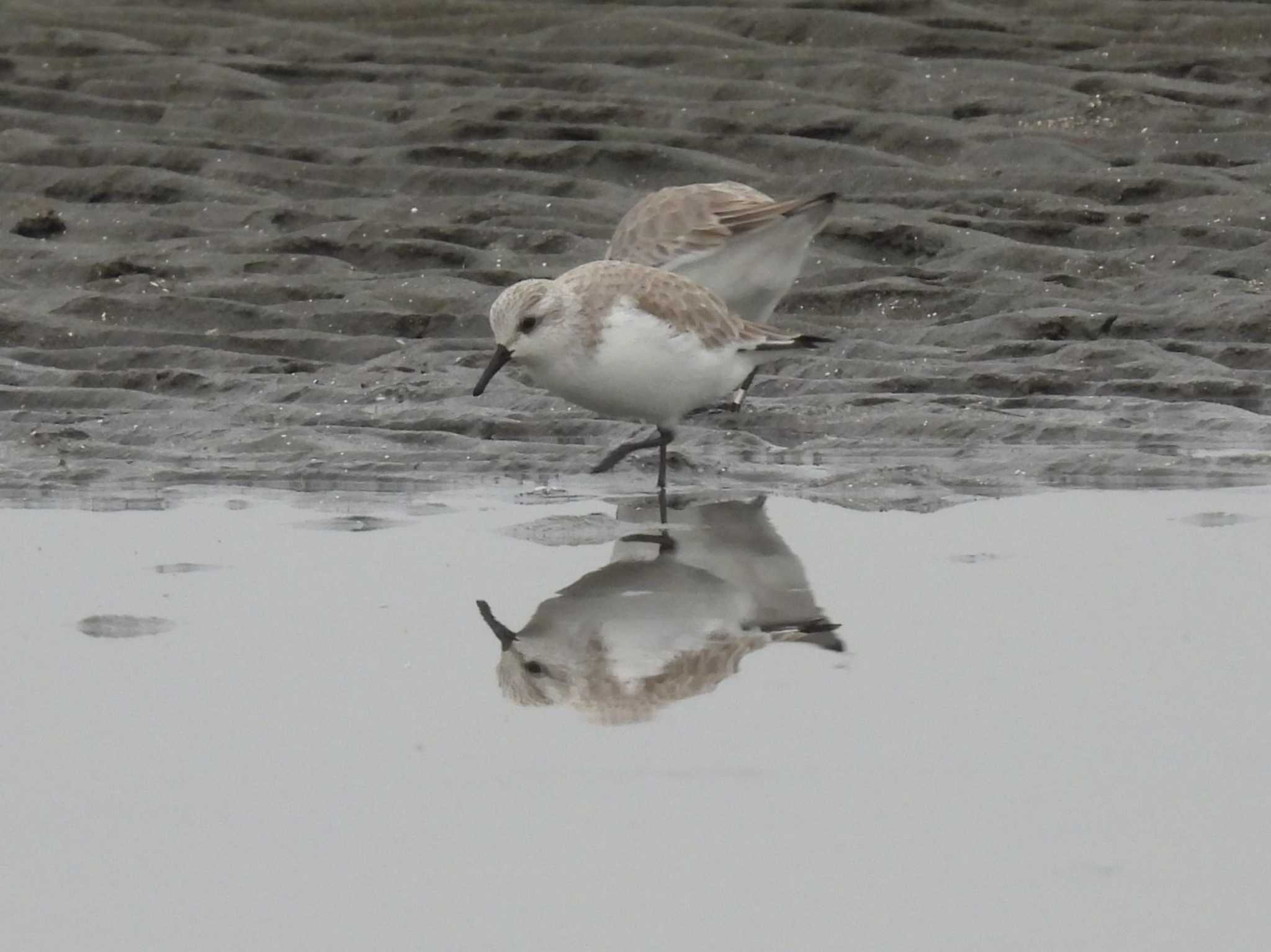 Sanderling