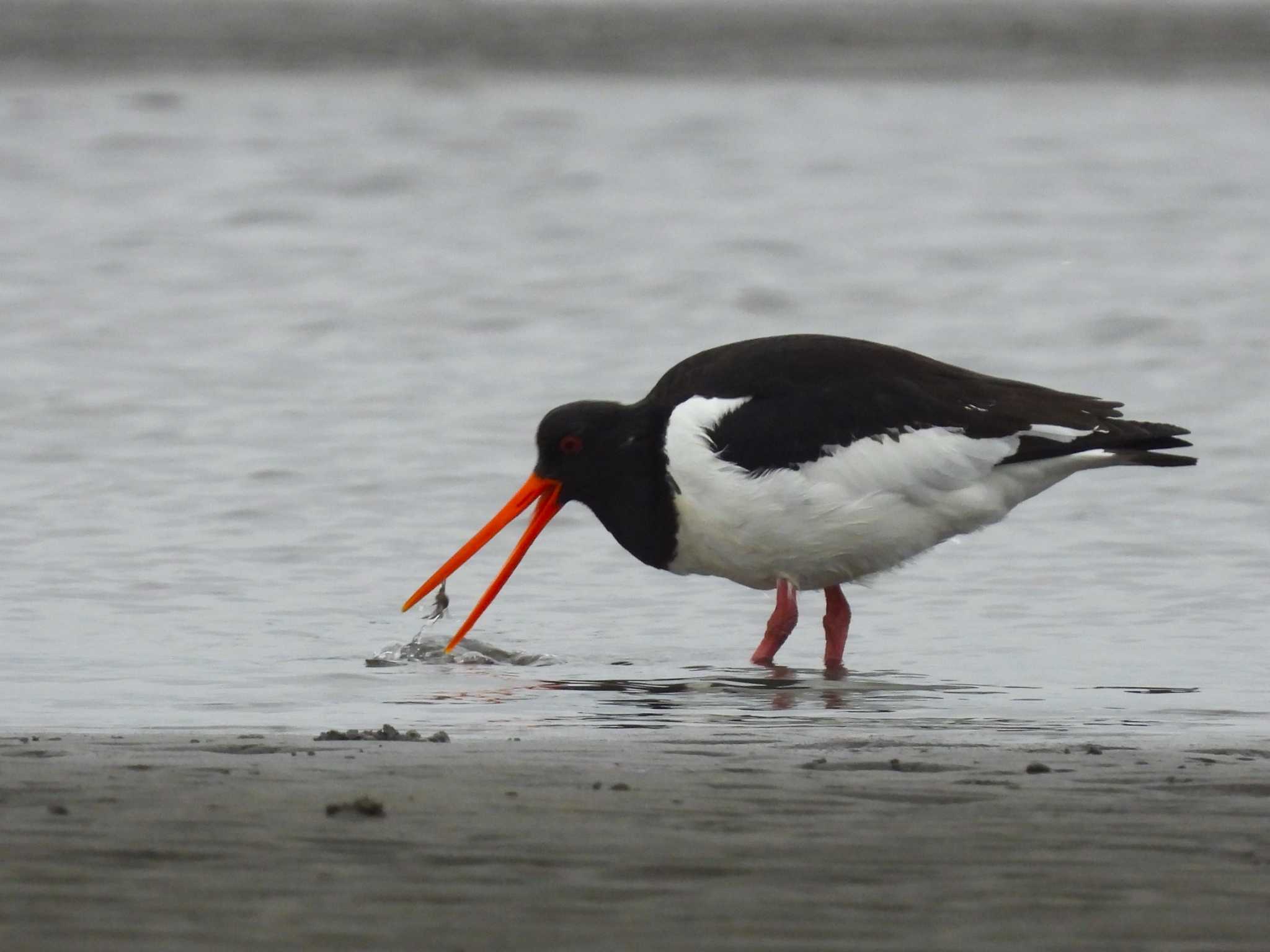 Eurasian Oystercatcher