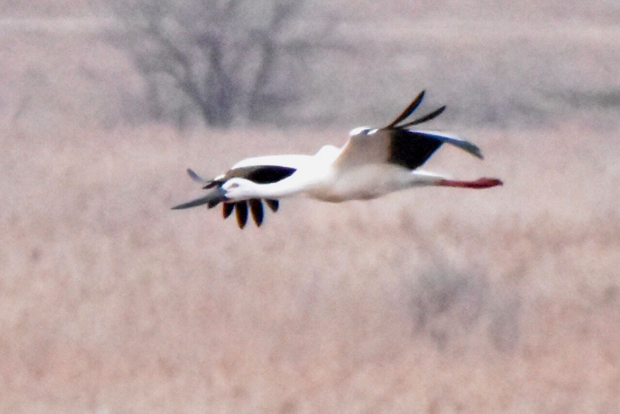 Photo of Oriental Stork at Watarase Yusuichi (Wetland) by 遼太