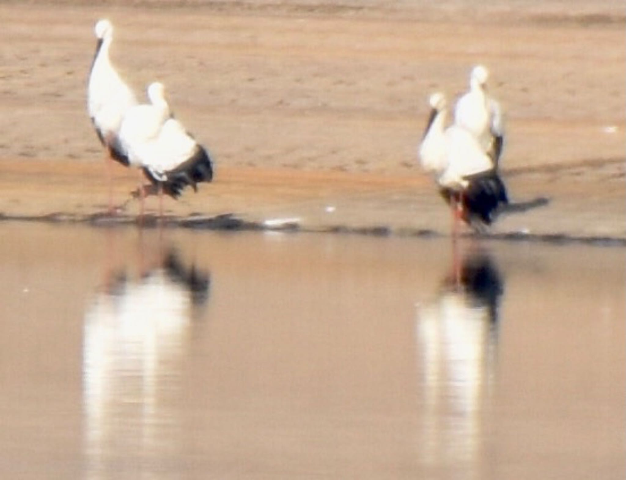 Oriental Stork