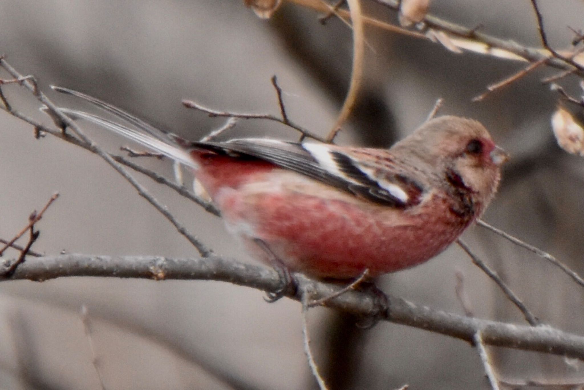 Siberian Long-tailed Rosefinch