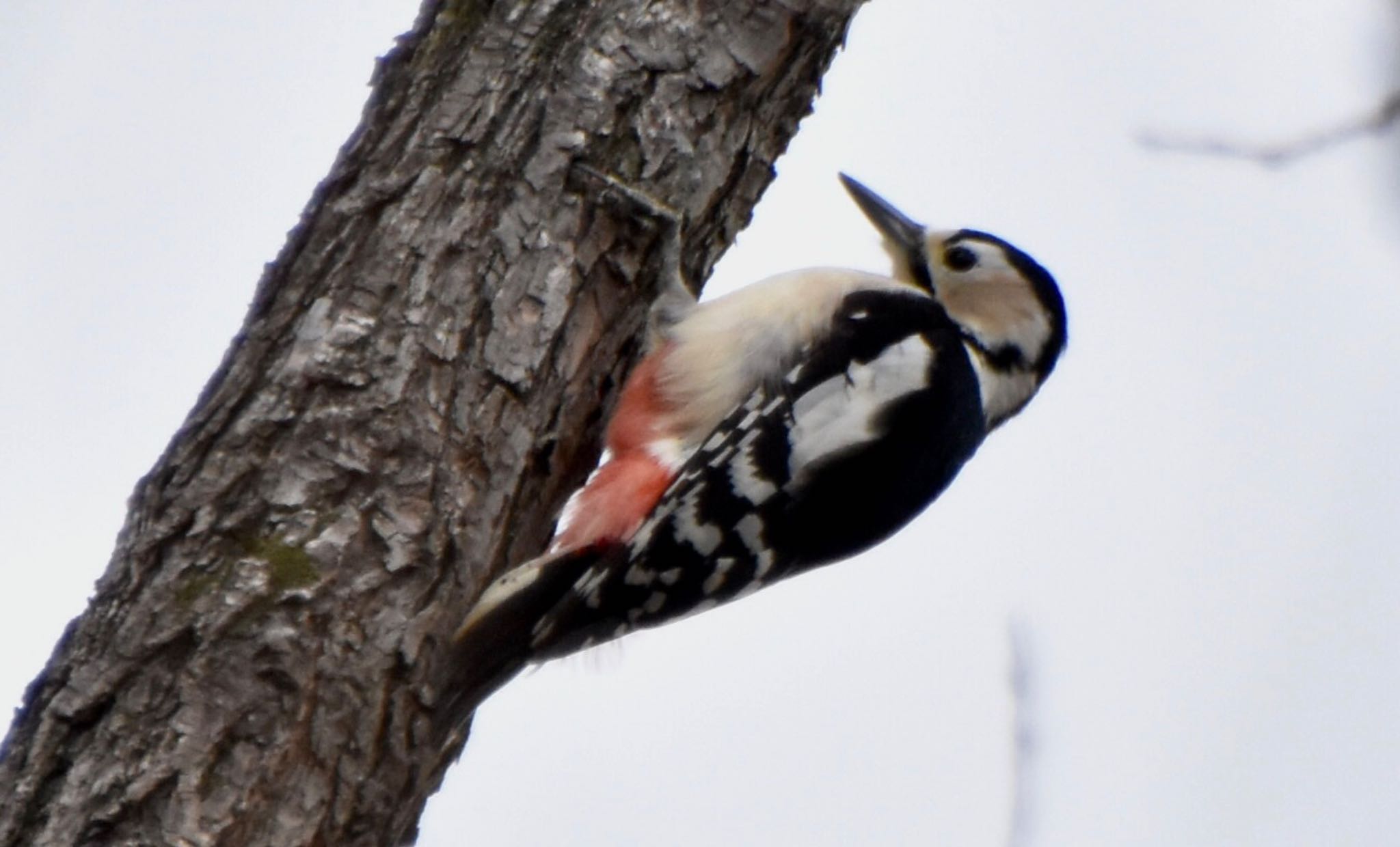 Great Spotted Woodpecker