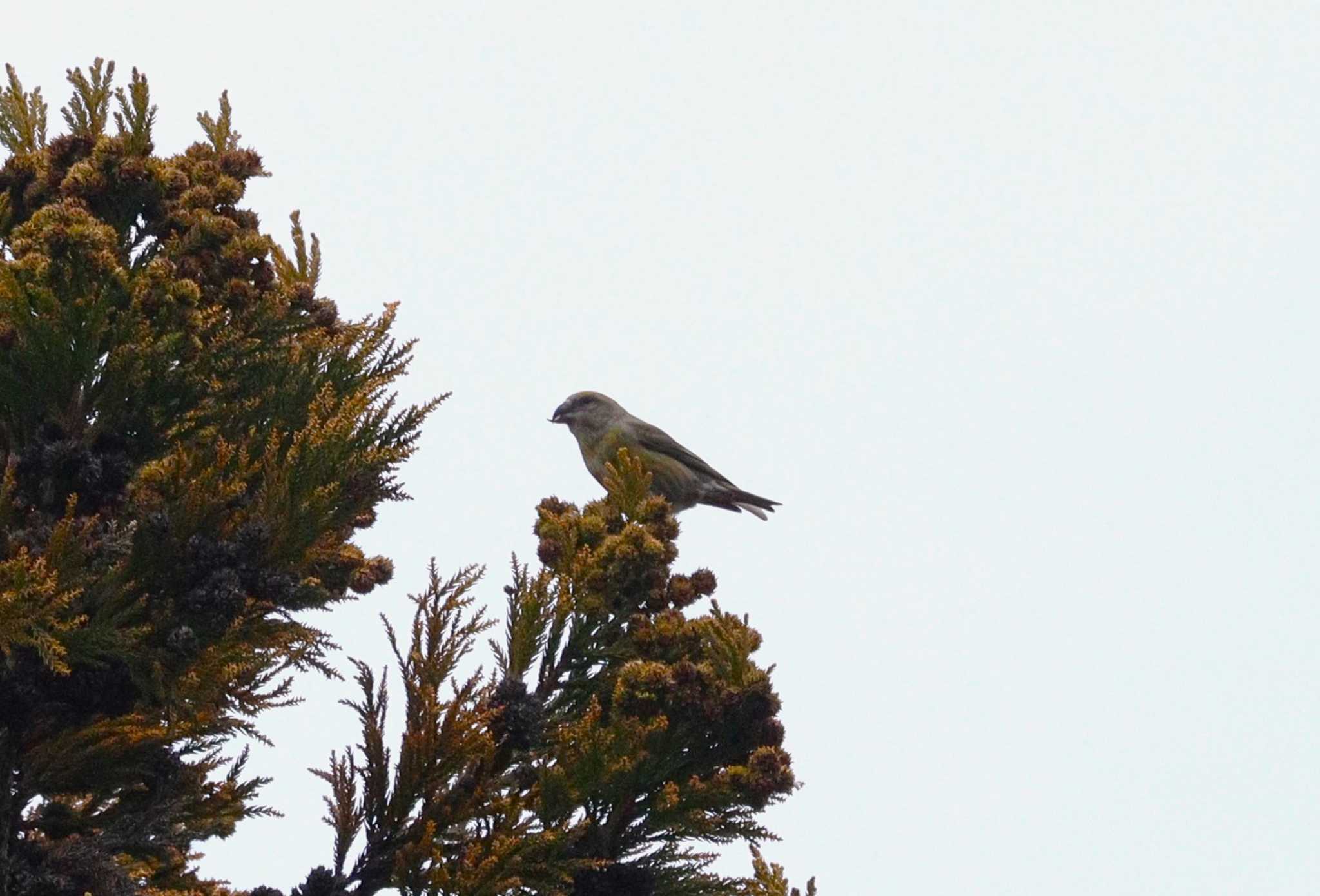 Red Crossbill