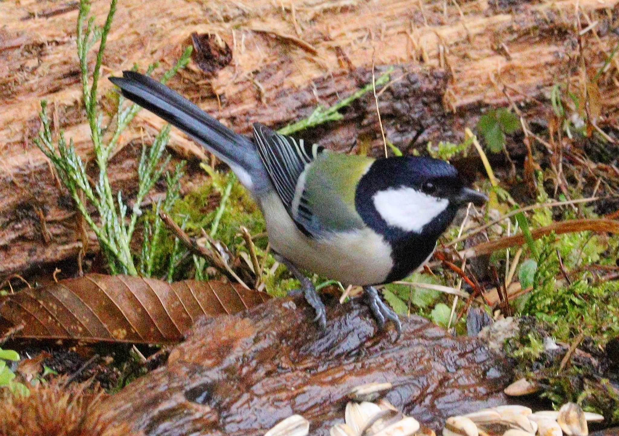 シジュウカラ