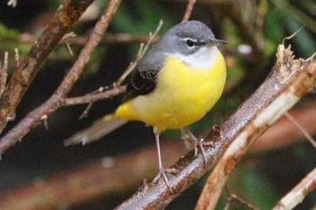 Grey Wagtail おしどりの里 Sat, 1/13/2024