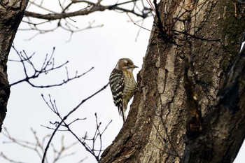 Japanese Pygmy Woodpecker 加木屋緑地 Mon, 1/29/2018