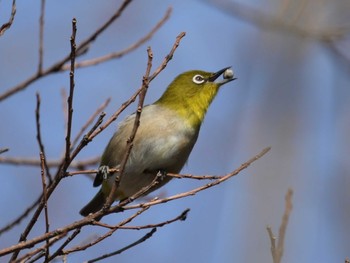 メジロ 佐鳴湖 2024年1月23日(火)