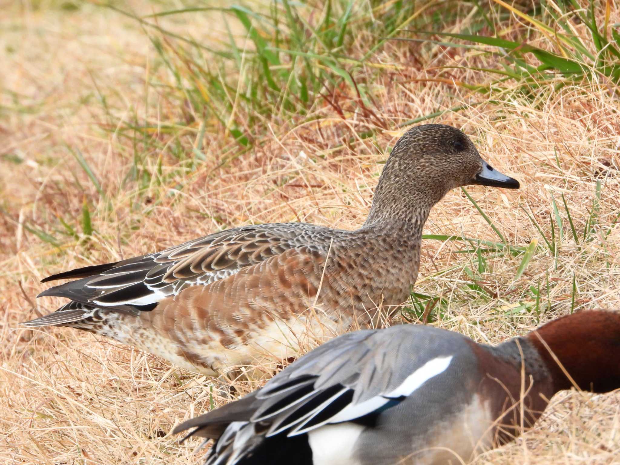 Photo of American Wigeon x Eurasian Wigeon at Mizumoto Park by アオサ