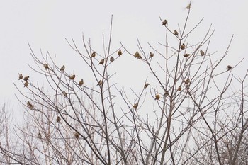 カワラヒワ 野辺山高原 2024年1月20日(土)