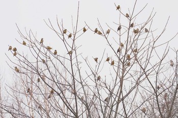 シメ 野辺山高原 2024年1月20日(土)