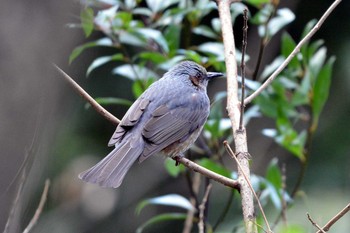 Brown-eared Bulbul 加木屋緑地 Mon, 1/29/2018